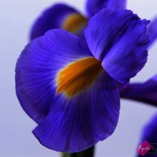Cveti_182