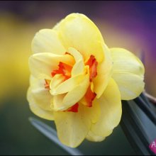 Cveti_210