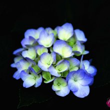 Cveti_362