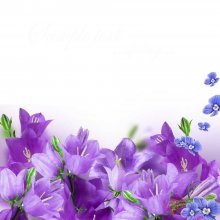 Cveti_366